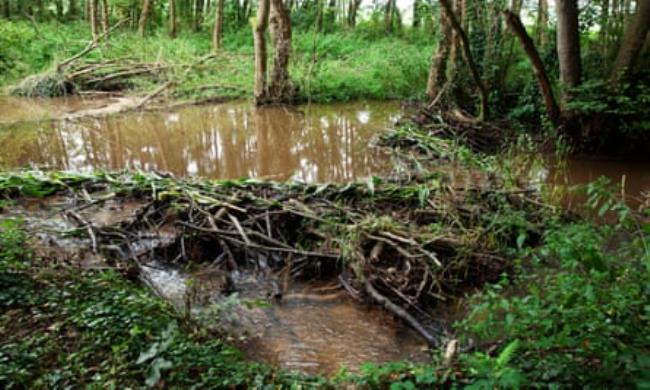 A beaver dam on a river surrounded by trees