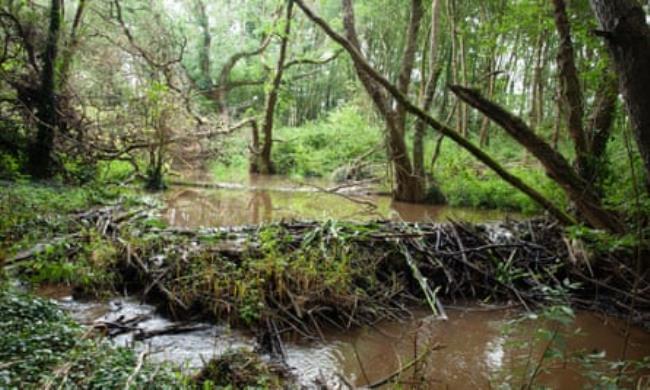 Beaver created wetlands in the River Otter catchment