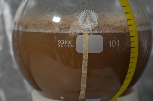 Cocoa cells are shown growing inside a container at the California Cultured lab.