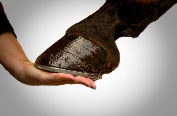 A horse hoof in a person's hand.  