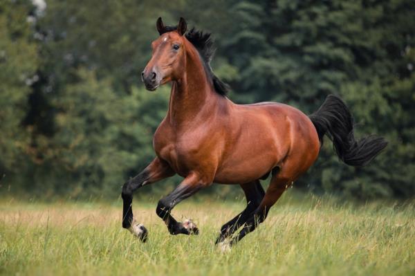 A horse running. 