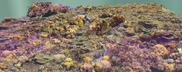 digital image of colourful coral reef