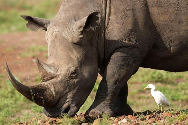 A black rhino