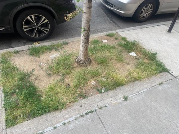 Richard Lesmes' "adopted" a neglected tree pit near his church in Ridgewood, Queens.