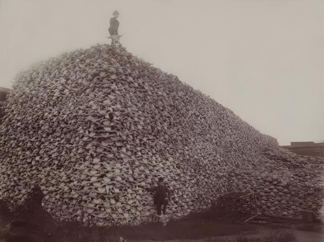 37-facts-a<em></em>bout-buffalo-slaughter