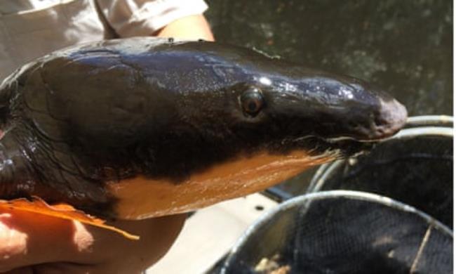 An Australian lungfish