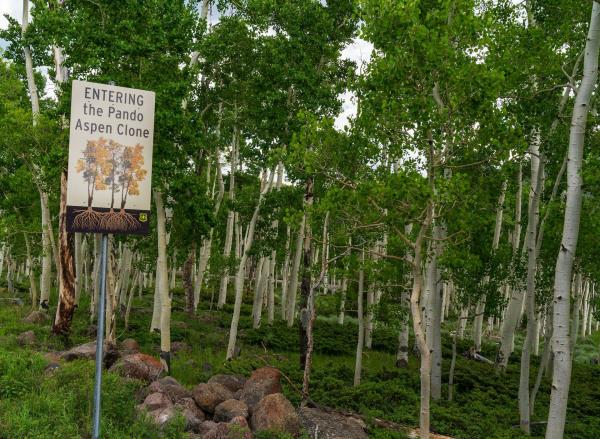Aspen trees with signpost