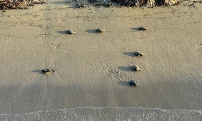 Turtle hatchlings on a sandy beach