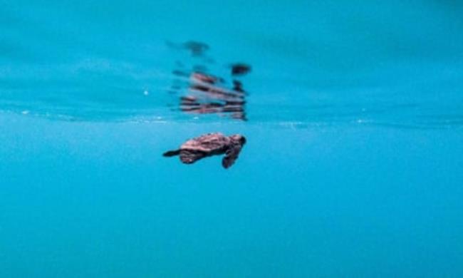 Small loggerhead turtle swimming just below surface of water