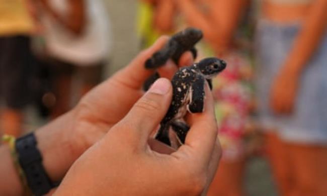 Person holding two tiny turtles, one in each hand