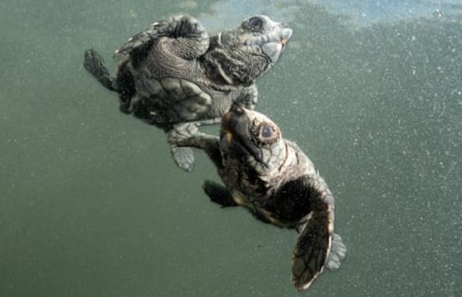 Two Caretta caretta hatchlings swimming in the Mediterranean
