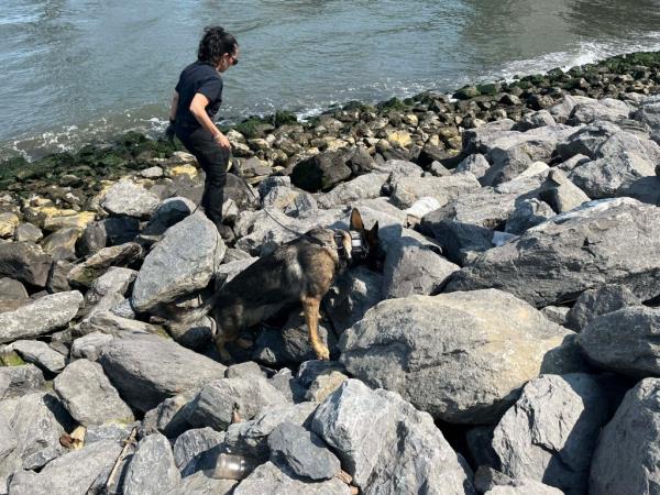 The dog and Dr. Angela Soler searching the rocky shoreline in Brooklyn Bridge Park.