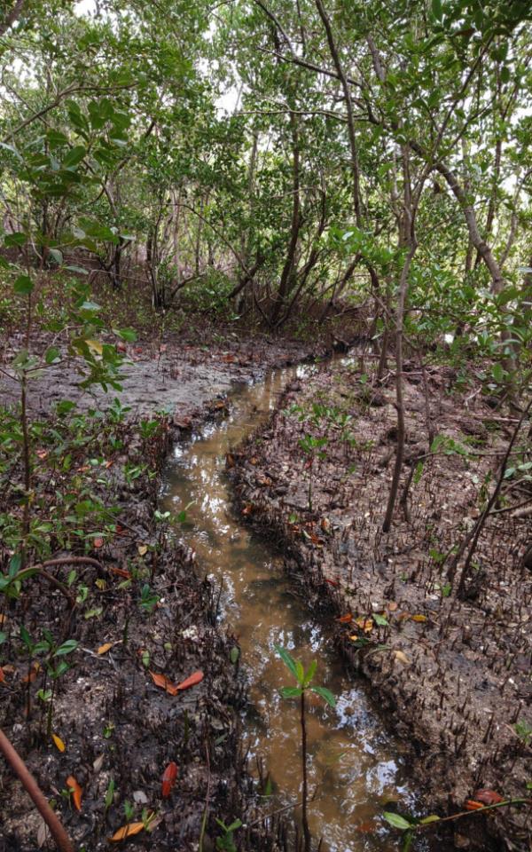 Ditch built in the middle of a mangrove swamp to co<em></em>ntribute to its drainage and the recirculation of saline and fresh water, in the municipality of Manzanillo, eastern Cuba. Credit: Courtesy of Mi Costa in Manzanillo