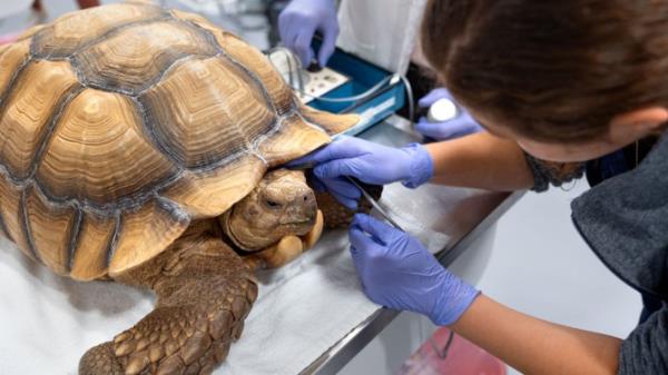 Obtaining a heart rate on chelo<em></em>nians like this giant tortoise can be difficult if the animal is feeling defensive. Measuring the pulse rate at the temporoorbital artery can be less stressful for the patient.