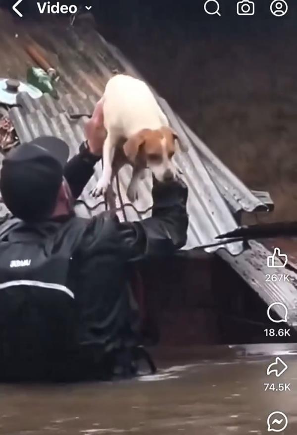 Hidden River Events in Swannanoa, NC, left their animals penned up to die in the floods.