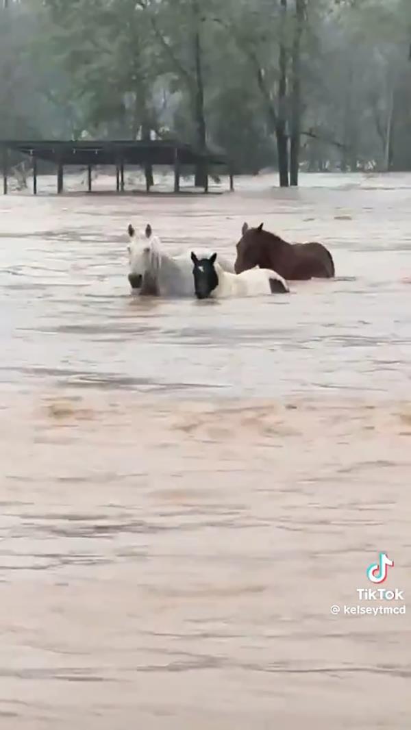 Hidden River Events in Swannanoa, NC, left their animals penned up to die in the floods.
