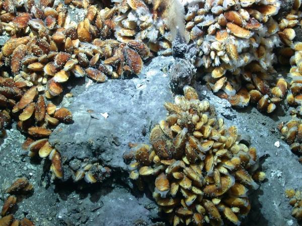 Deep-sea Bathymodiolus mussels are found worldwide at hydrothermal vents and cold seeps. The mussels live in symbiosis with beneficial bacteria that provide them with nutrition. The mussels also have a pathogenic bacterium that infects their nuclei. Intriguingly, the o<em></em>nly cells not infected by the pathogen are those with symbiotic bacteria. 