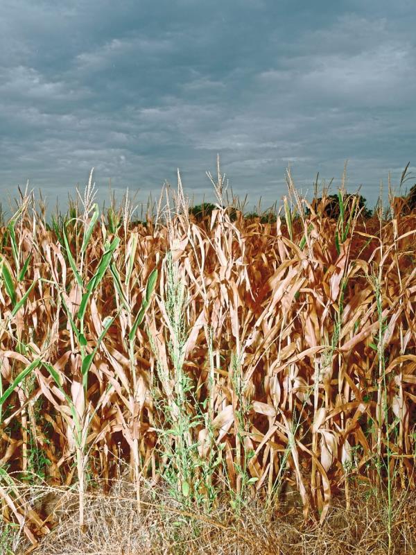 Corn fields where biosolids form Synagro were used as fertiliser, near Grandview, Texas. In Texas, several ranchers blamed ‘forever chemicals’ for the deaths of cattle, horses and catfish on their properties after sewage sludge was used as fertiliser on neighbouring farmland. — ©2024 The New York Times Company