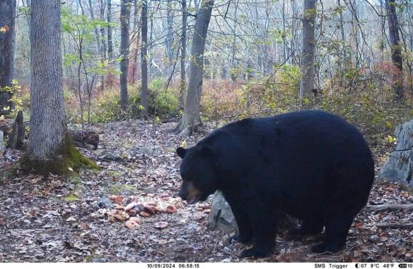 Brian Melvin, 39, said he first spotted the bear three years ago during a hunting session and has been tracking it during his past two bear hunts, according to NJ Advance Media. 