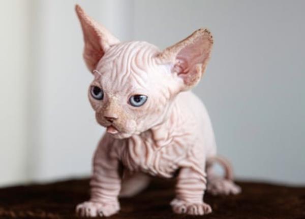 A kitten.