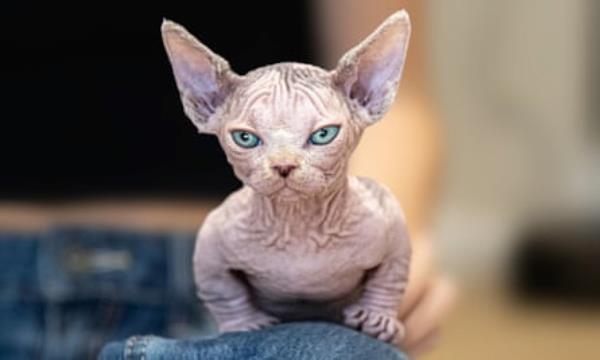 An XL bully cat.