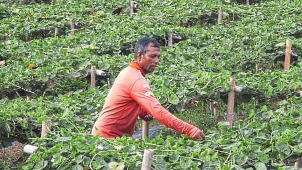 A farmhand at work in Sekinchan.