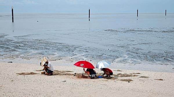 Beachgoers digging for crabs at Redang beach.