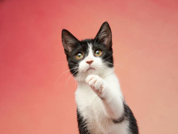 A black and white kitten with its paw raised