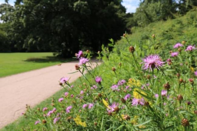 Tufted pink wildflowers in a green park