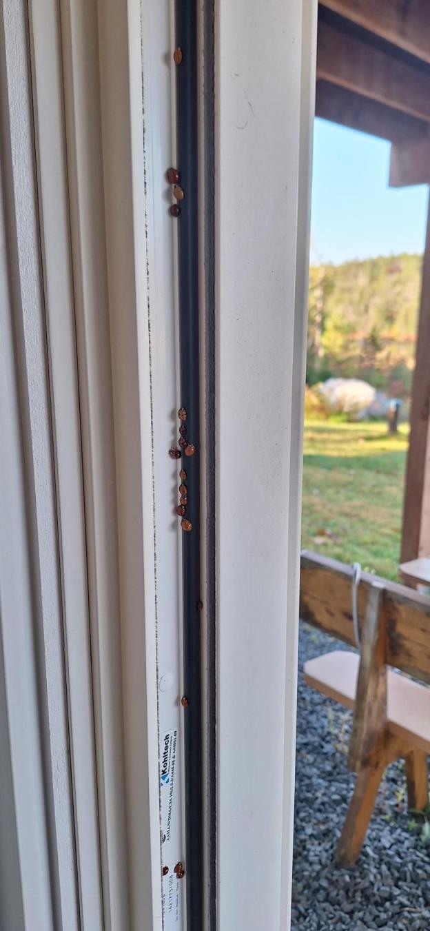Multiple red to orange beetles together on a window. 