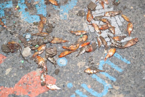 Firefighters on Tuesday turned off the hydrant, causing dozens of nickel-sized goldfish to flop o<em></em>nto the pavement and die.
