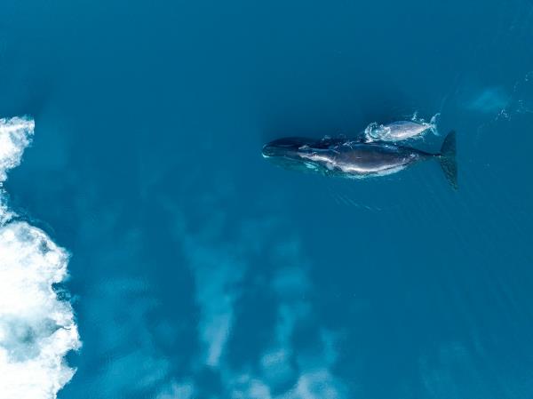 A bowhead whale mother and calf in the eastern Canadian Arctic.