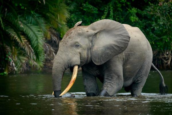 small elephant wades through water