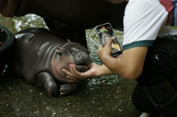 Small hippo with phone camera