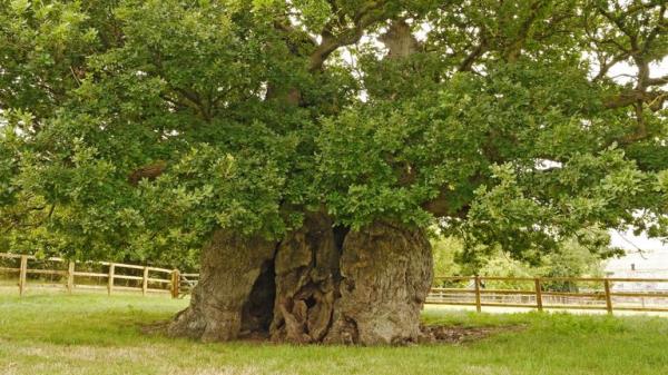 EMBARGOED TO 1930 TUESDAY OCTOBER 29 Undated handout photo issued by Woodland trust of the 1,000-year-old Bowthorpe Oak in Lincolnshire, a hollow tree with ancient graffiti inside and boasting the claim three dozen people o<em></em>nce stood inside it, has come third in this year's Tree of the Year contest, the Woodland Trust has announced. Issue date: Tuesday October 29, 2024.