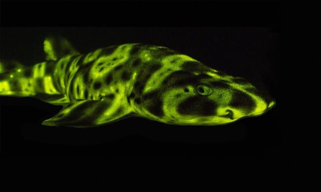 35-facts-a<em></em>bout-glow-in-the-dark-shark