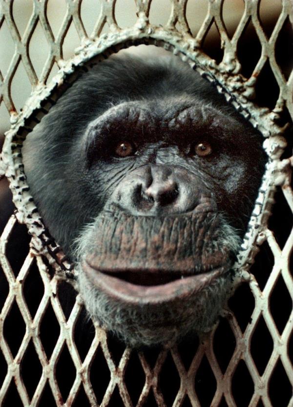 The Davises' former pet chimp Moe.