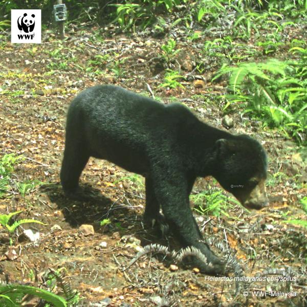 Bornean Sun bear photographed by the team’s camera traps.