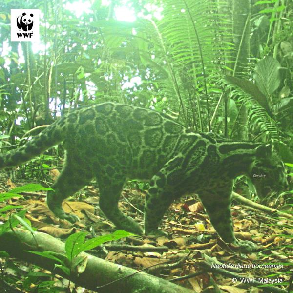 Beautiful beasts: A Bornean clouded leopard and Bornean Sun bear photographed by the team’s camera traps. — From WWF-Malaysia’s Sarawak Wildlife Co<em></em>nservation Team
