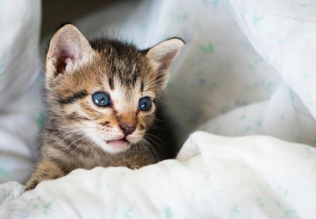 35-facts-a<em></em>bout-kitten-rescued
