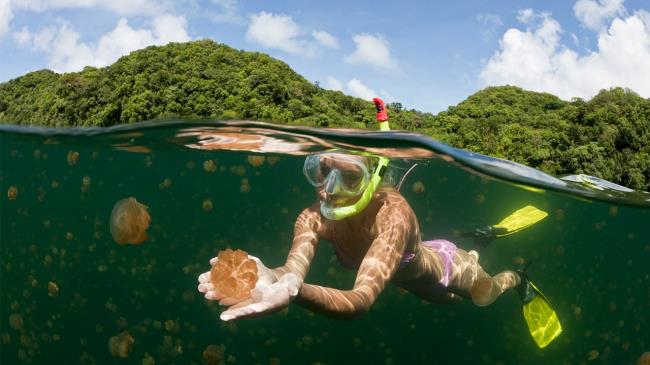 35-facts-a<em></em>bout-jellyfish-lake